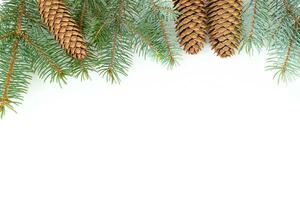 Spruce sprigs with cones on a white background photo