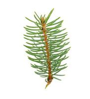 Isolated sprig of spruce. Branch of Christmas tree photo