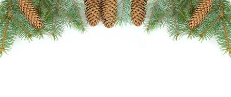 Fir sprigs with cones on a white background photo