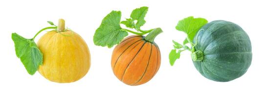 Pumpkins set on white photo