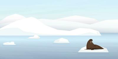 Walrus on ice floe with coastal and iceberg behind vector illustration. Snow landscape concept have blank space.