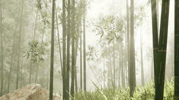 A serene bamboo grove enveloped in mist photo