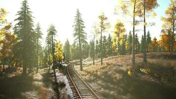 journeying through a picturesque forest at sunset photo