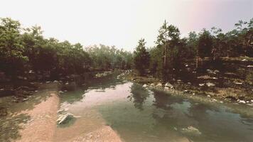 un río corriendo mediante un bosque lleno con arboles foto