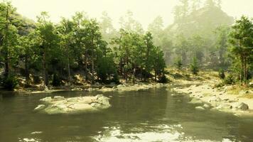 A river running through a forest filled with lots of trees photo