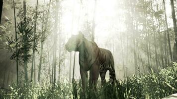 In the midst of a bamboo thicket a colossal Bengal tiger stalks its quarry photo