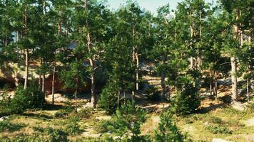 Rocky cliffs provide a home for a coniferous forest, exposed to the winds photo