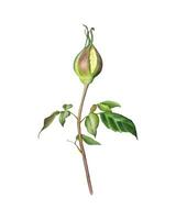 Hand painted isolated watercolor rose bud. Watercolor rose bud on the white background. vector