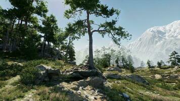 Pine trees on a tall rocky outcrop photo