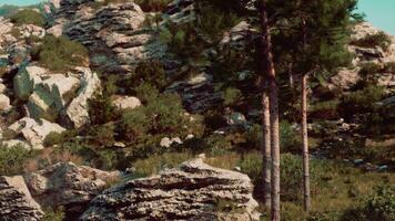 In the Alps, a plethora of trees are bathed in bright sunlight photo