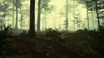 landscape of dark forest with fog photo
