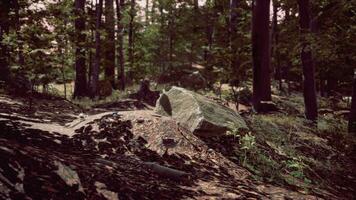 Forest scene with mossy ground in sunny evening in summer photo