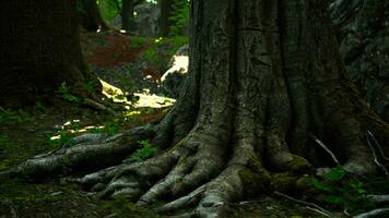 Roots of an old tree overgrown with moss photo