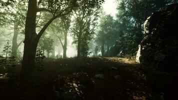 mystical forest with fog and shining behind trees photo