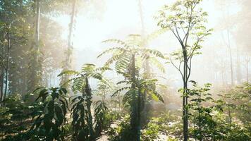 Green branches of a Palm trees photo