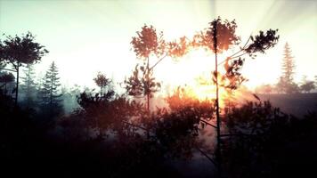 Stunning sunset light illuminating pine tree branch photo