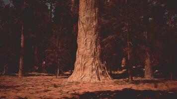 Sunset view in the forest in Sequoia National park photo