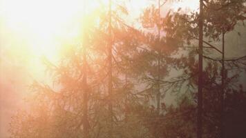 Rays of sunlight shine through the fog silhouettes of pine trees photo