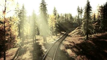 Rusted railroad tracks disappearing into the darkness of a pine forest photo