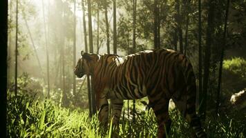 massive Bengal tiger is on the prowl for its next meal photo