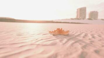 starfish on the sity beach photo