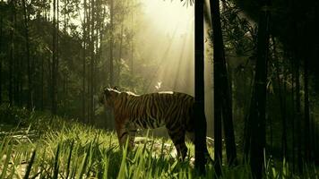 tiger in the midst of bamboo frozen as it sniffs and listens for its prey photo