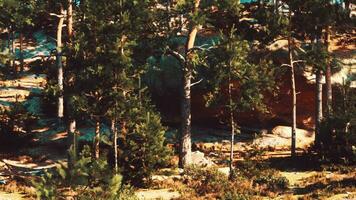 azotado por el viento rocoso terreno es hogar a un próspero conífero bosque foto