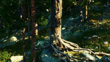 Windswept cliffs are home to massive pine trees photo