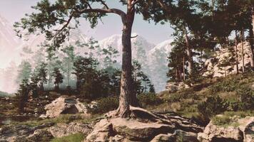 Pine forest atop a steep rocky cliff photo