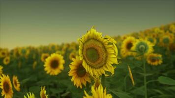 muchos grandes girasoles amarillos brillantes en campos de plantación al atardecer foto