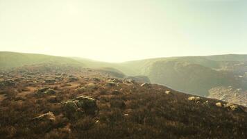 Autumn grass on the stones against the backdrop of rocks photo