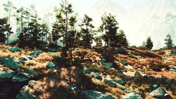 Naked cliffs host a thriving forest of towering pines photo