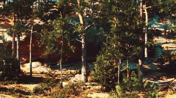 Coniferous trees grow on rocky cliffs, enduring strong winds photo