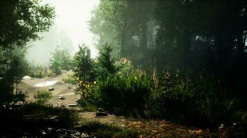 mystical forest with fog and shining behind trees photo