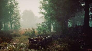 mystical forest with fog and shining behind trees photo