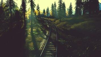 Weathered train tracks traversing a thicket of spruce trees at sundown photo