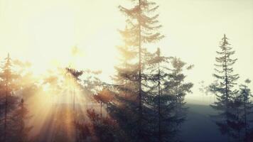 Tranquil sunburst breaking through coniferous boughs photo