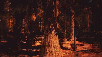 el secoya bosque radiante con noche ligero foto