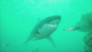 great white shark swimming over the bottom at the Neptune Islands photo