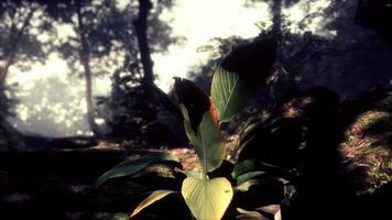 nature outdoor tropical garden with a trees and leaf plants photo