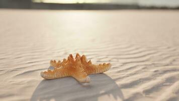 starfish on the sity beach photo