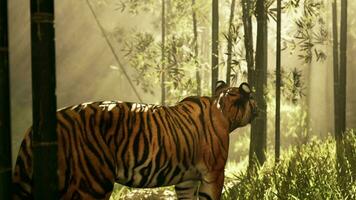 tiger in midst of a bamboo thicket frozen as it sniffs and listens for quarry photo