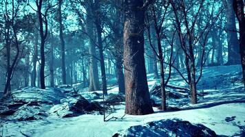 Winter forest in the mountains photo