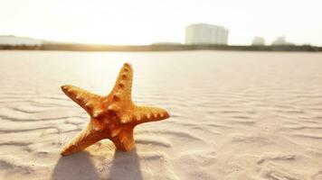 estrella de mar en el sity playa foto