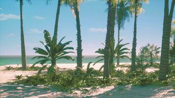 Miami South Beach park with palms photo