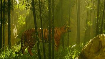 In a thick bamboo forest a tiger stands motionless searching for its next meal photo