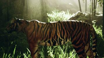 With the sun shining down a mammoth Bengal tiger hunts for its next meal photo