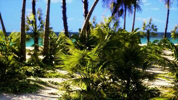 paraíso tropical con arena blanca y palmeras foto