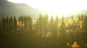 Radiant pine forest in the hills at twilight photo