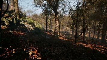 Misty morning in the woods photo